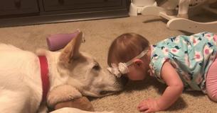 Baby Girl Showers Dog With Kisses And Dog Returns The Affection