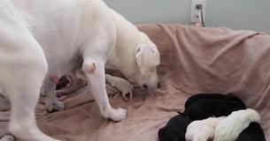 Les propriétaires d'une labrador se rendent compte que la maman chienne donne plus d'amour à un chiot en particulier