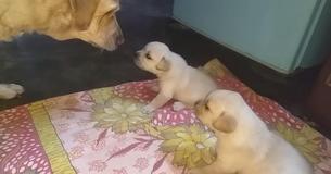 Les chiots labradors ont besoin d'une chienne maman pour les éduquer