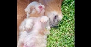 Puppy op boerderij knuffelt en doet dutjes met veulentje, zo schattig