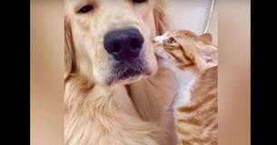 Golden Retriever With New Kitten Friend Achieve New Heights Of Cuteness