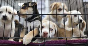 Michigan Designates Their Animal Shelters “No-Kill”