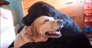 Jake And Ginger Express Their Friendship By Giving Each Other Dog Hugs