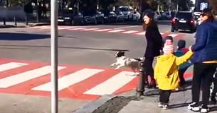 Group Of Kindergartners Get Escorted Across Heavy-Traffic Street By Stray Dog