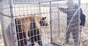Seventeen Bears Confined To Concrete Pits Are Rescued By PETA And Partners