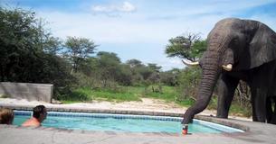 Giant Elephant Crashes Couple's Pool Party In South Africa To Help Himself To A Drink