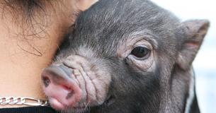 South Carolina Farm Sanctuary Has A 'Piggy Cuddler Team' — And They're Seeking Volunteers