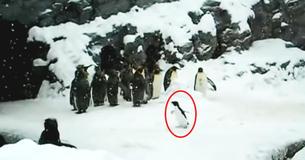 Little Rockhopper Penguin Does "Happy Feet" Dance