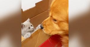 Golden Retriever Gets A Little Kitten As A Present From His Owner