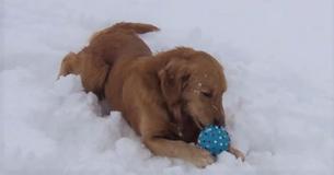 Golden Retriever Gets Confused By Squeaky Toy While Playing In The Snow