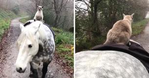 Siamese Cat Befriends Horse And Rides Him Like A Person