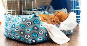 Pics Of Sleeping Pups In A South Korean Puppy Daycare Center Are Irresistible