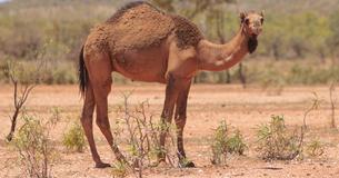5.000 kamelen werden afgemaakt door ambtenaren in door droogte geteisterde gebieden van Australië
