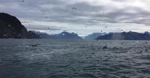 Un homme d'Alaska en train de filmer des mouettes est surpris par des baleines remontant à la surface pour prendre l'air
