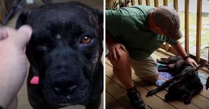Injured Dog Shows Up On Couple's Porch In Midst 40-Acre Land In Need Of Help