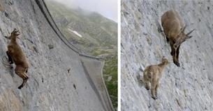 Un jeune bouquetin suit sa mère dans un barrage vertical dans les Alpes européennes