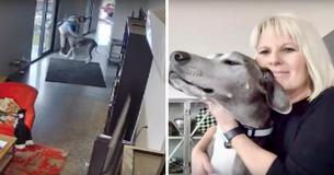 Duitse dog van 55 kilo is te zien op videobeelden terwijl hij zijn baasjes beschermt tegen een inbraak