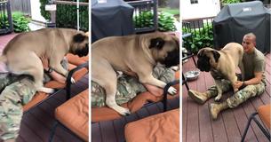 Quand un soldat américain rentre chez lui, le Bullmastiff géant lui fait des bisous