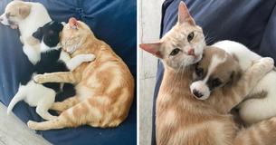 Une chatte dévastée suite à la perte de  ses chatons, trouve une portée de chiots et décide de les adopter