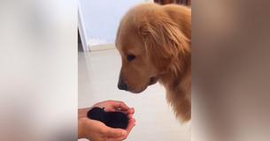 Un petit chiot rescapé réussit à faire fondre le cœur du Golden Retriever en quelques minutes