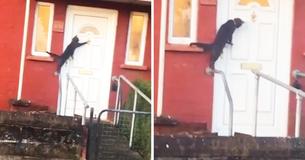Polite Cat Uses Door Knocker, Just Like A Human