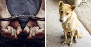 La sentencia de prisión por crueldad animal en el Reino Unido podría aumentar de 6 meses a 5 años