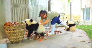 Panda Keeper in Sichuan, China, Battles Adventurous Cubs