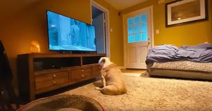 Bulldog Faces Away During Shower Scene In Movie But Barks When The Killer Arrives