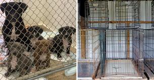Mother Dog Found Abandoned On A Dirt Road In Georgia With Her Puppies Tied To Her In A Crate Has Been Rescued