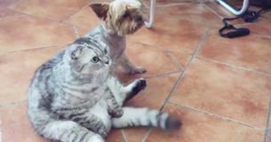 Dog And Cat Humorously Watched TV Together Like Humans