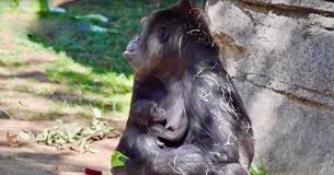 L.A. Zoo's First Gorilla Baby In Over Two Decades Is Both Adorable And Clingy