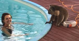 Koala Stopped By Woman's Backyard To Chill By The Pool In Australia