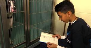Boy Reads Books To Shelter Dogs Waiting For Adoption