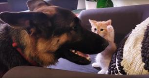 Un petit chaton gagne enfin le cœur d'un berger allemand