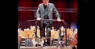 Naughty Cat Steals The Show At A Live Orchestra Concert