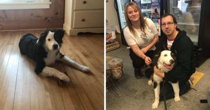 Un chien donne l'alerte aux propriétaires de magasins qu'il a été enlevé.