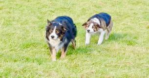 Border Collies Start Slinking So Owner Grabs Camera To Film