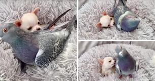 Special-Needs Puppy And Flightless Pigeon Forge Strong Bond