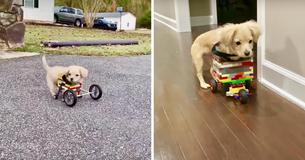 Twelve-Year-Old Boy Makes Lego Wheelchair For Dog With No Front Legs To Improve Her Life