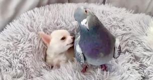 Puppy Unable To Walk And Pigeon Unable To Fly Develop Friendship