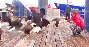 Fisherman Feeds Flock Of Eagles Who Line Up Waiting For Shrimp