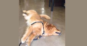 Golden Retriever Rufio weigert dierenwinkel te verlaten en heeft woedeaanval 