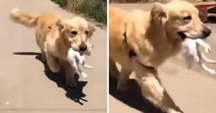 Golden Retriever Takes Home Stray Kitten He Found In The Street