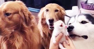 Golden retrievers en husky heten kitten van harte welkom