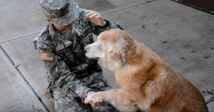 Bijna dove hond is overweldigd door het weerzien van eigenaar die soldaat is