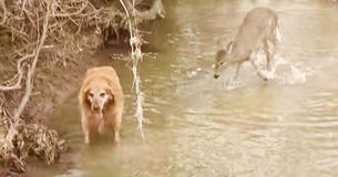 Super Friendly Dancing Deer Captured on Video Playing With Dog in the River