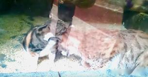 Cat Sneaks Into Zoo And Makes Friends With Lynx