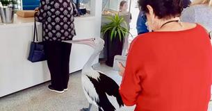Pelican Politely Waits in Line at a Fish and Chips Shop