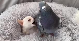 Tiny Puppy That Can't Walk Forms A Friendship With Pigeon That Can't Fly