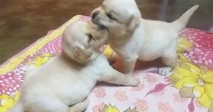 Labrador puppy's worden op het matje geroepen door hun moeder nadat ze een gevecht beginnen.